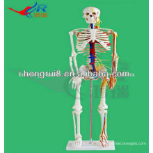 Mini size Medical Human movable skeleton Model with Nerves and blood vessels (85cm tall) Medical mini skeleton model